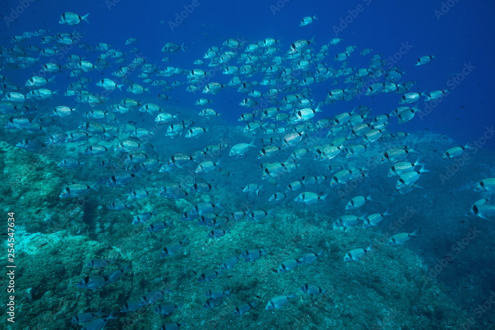 Obraz premium School of fish two banded seabream Diplodus vulgaris underwater in the Mediterranean sea, Medes Islands, Costa Brava, Spain