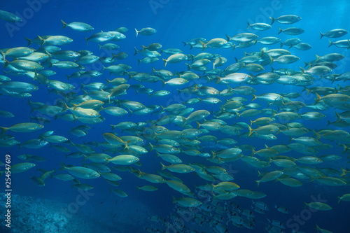 School of fish salema porgy, Sarpa salpa underwater in the Mediterranean sea, Port-Cros, Cote d'Azur, France