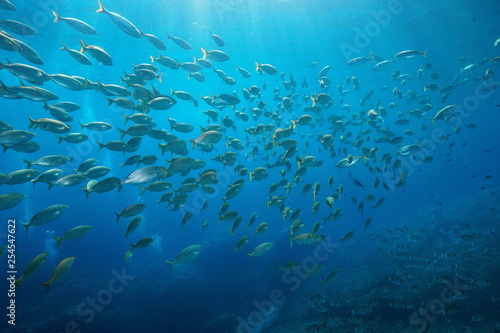 School of fish sea breams underwater in the Mediterranean, Port-Cros, Cote d'Azur, France