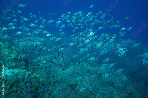 School of fish two banded seabream Diplodus vulgaris underwater in the Mediterranean sea, Medes Islands, Costa Brava, Spain