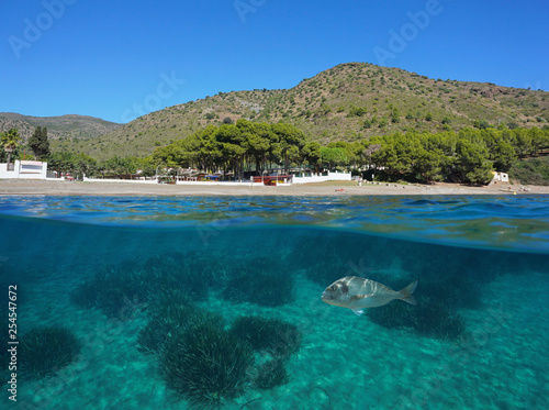 Spain Costa Brava, Cala Montjoi beach shore with a fish and seagrass underwater, Mediterranean sea, Roses, Catalonia, split view half over and under water