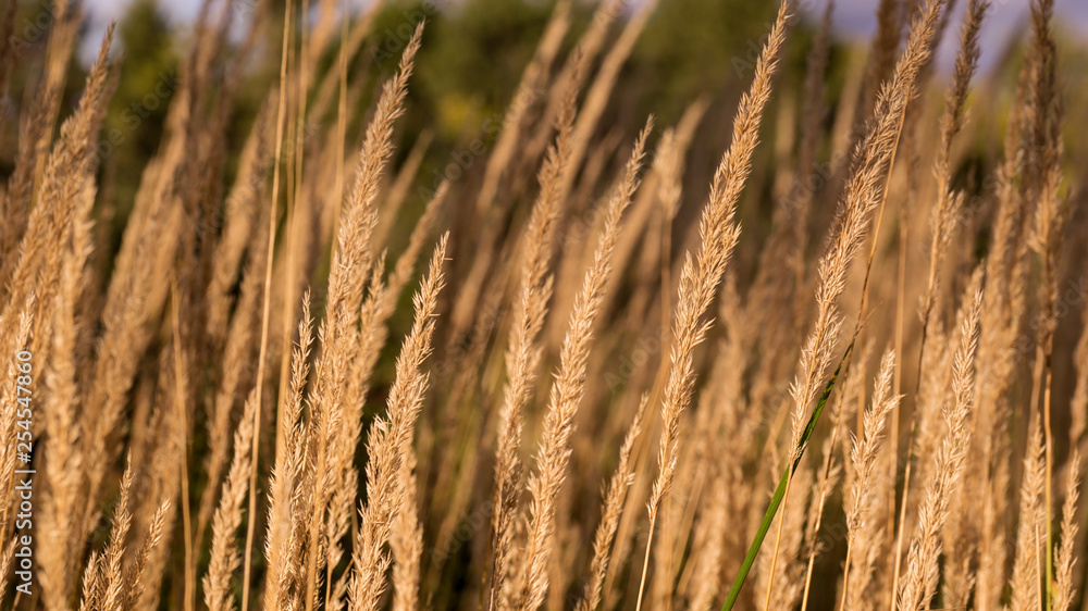 Obraz premium Autumn meadow view with dry grass and straw in foreground and green trees in background