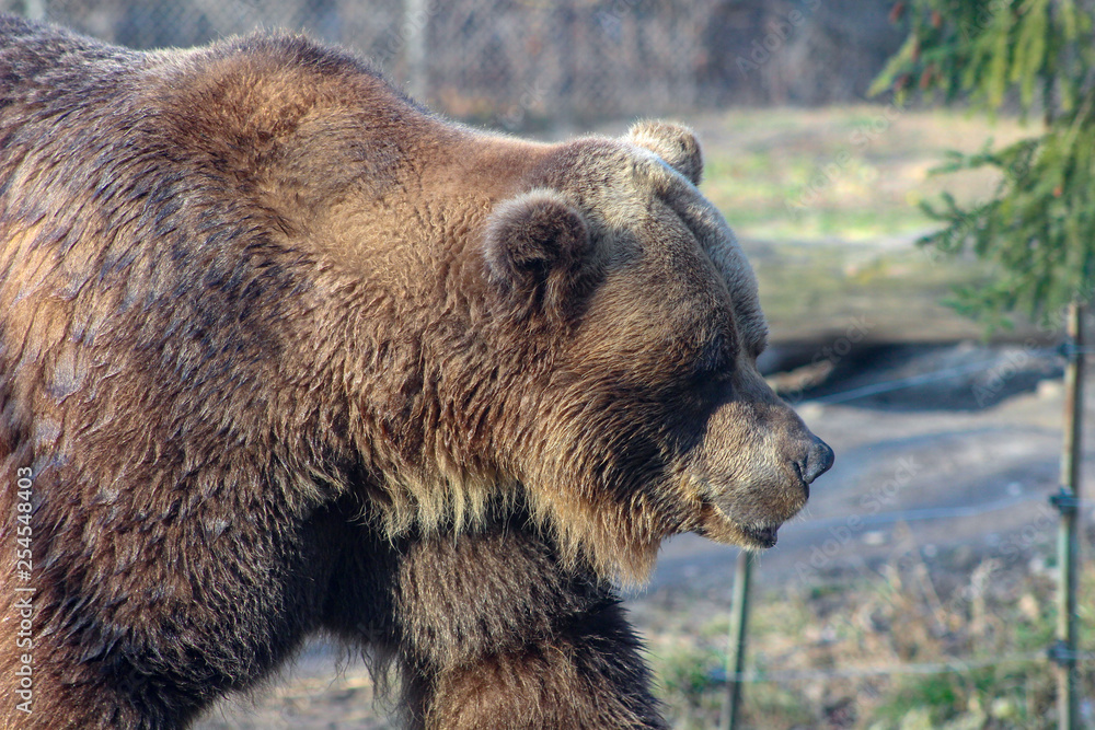 Obraz premium Brown grizzly bear is walking on grass and looking for food
