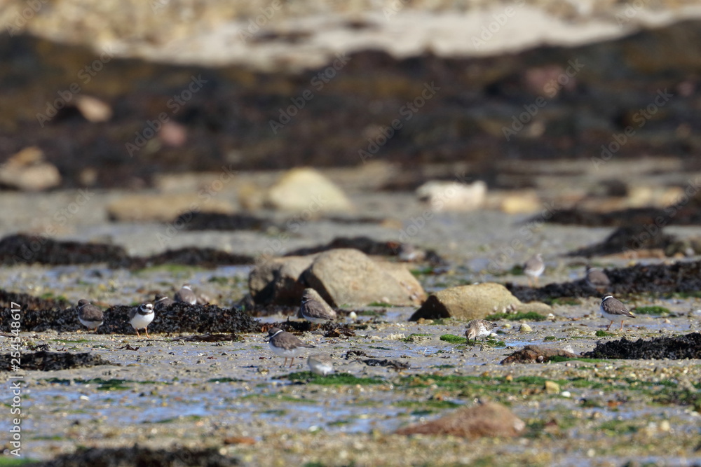 mudflats mudflats