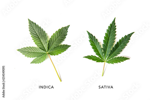 Indica and sativa cannabis plant leaves isolated over white