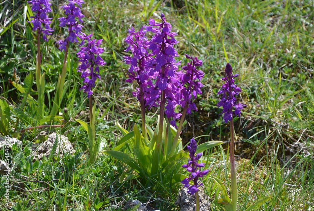 Fototapeta premium Fleurs des Alpes-1