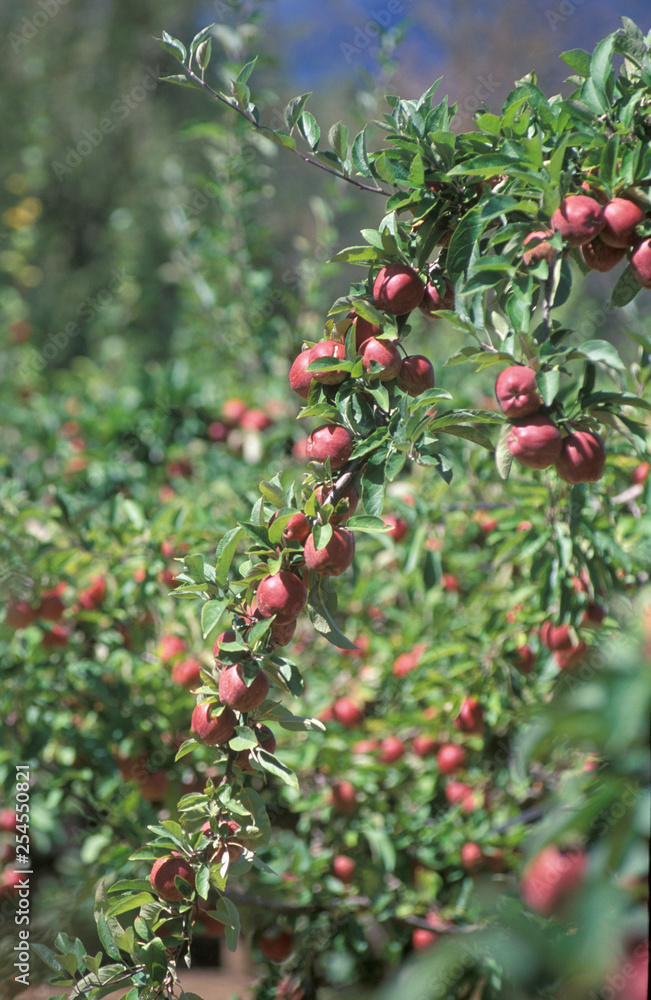 Apple orchard south of Hobar,t Tasmania, Australia...