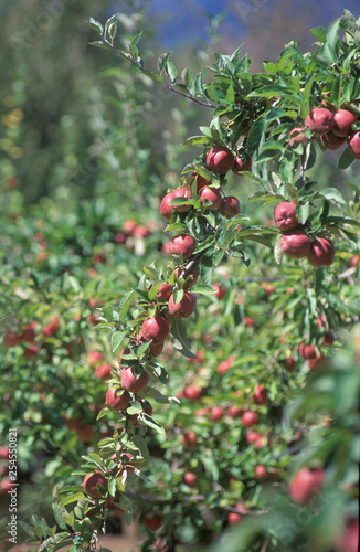 Apple orchard south of Hobar,t Tasmania, Australia...