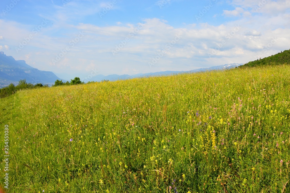 Fototapeta premium Prairie fleurie-2