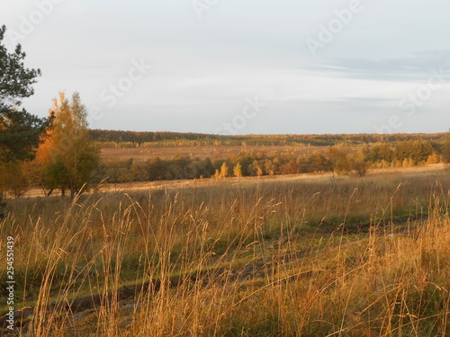 Field in autumn evening with dry grass and trees.