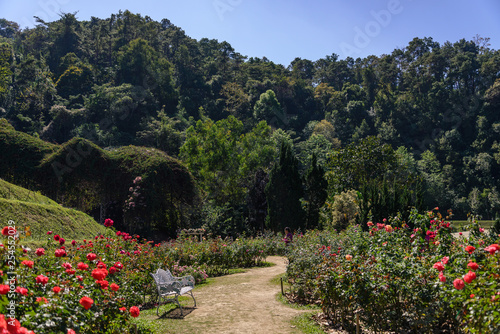 Outdoor sunny view on walkway in blooming rose garden and background of rain forest at Queen Sirikit Botanic Garden in Chiang Mai, Thailand.