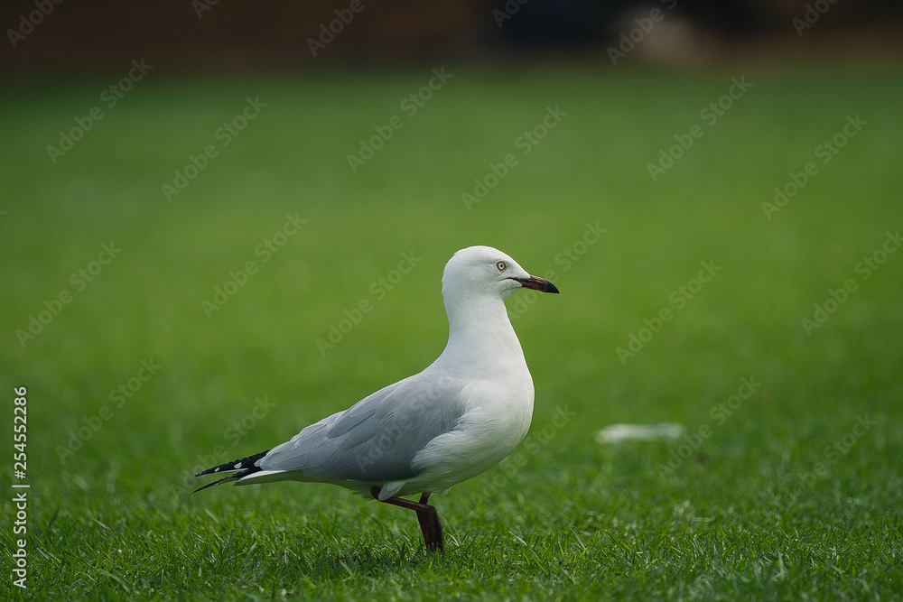 See gull See gull