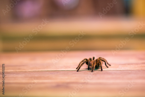 A tarantula in a pet bar. Wild hairy arachnid on a wooden table in Hanoi, Vietnam