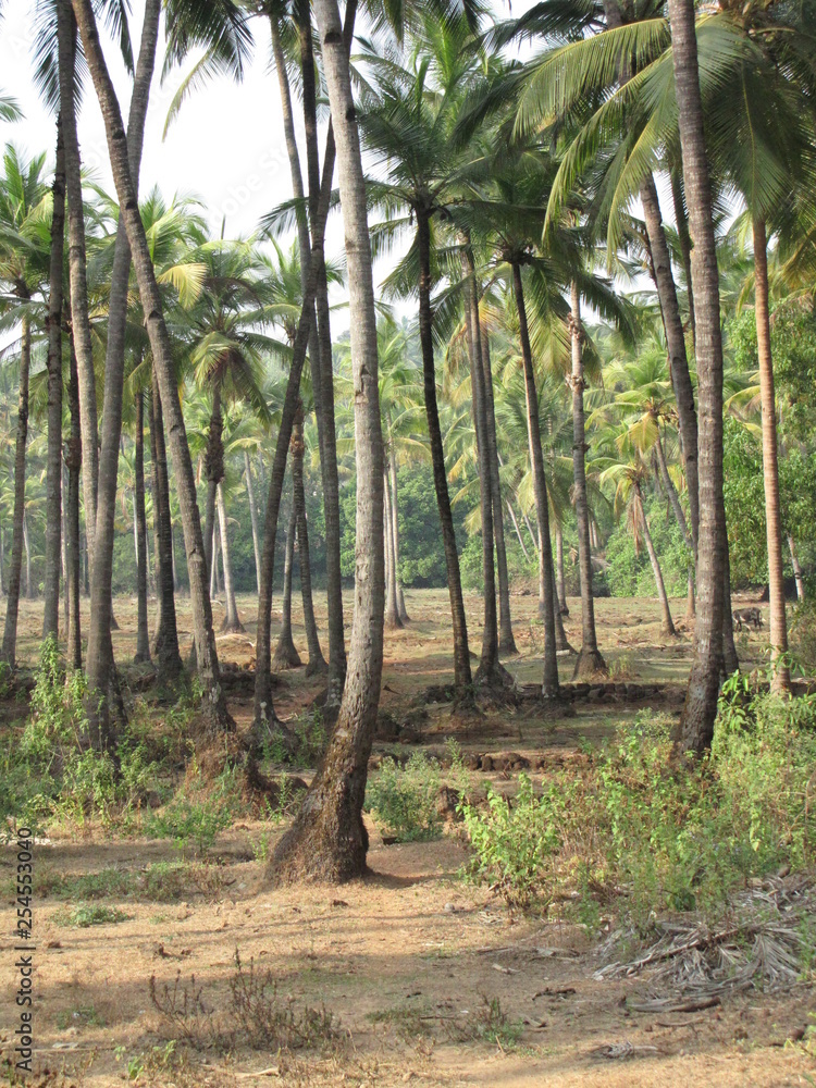 Fototapeta premium Palmeraie