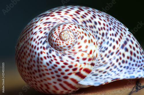 Closeup of a spotted and whorled sea shell.
