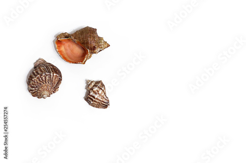 Seashells on a white background. The concept of leisure, travel, beach holidays. Selective focus, flat lay, layout.