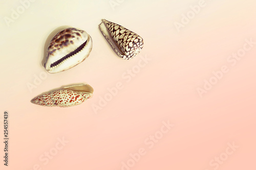 Seashells on a pink background. The concept of leisure, travel, beach holidays. Selective focus, flat lay, layout.