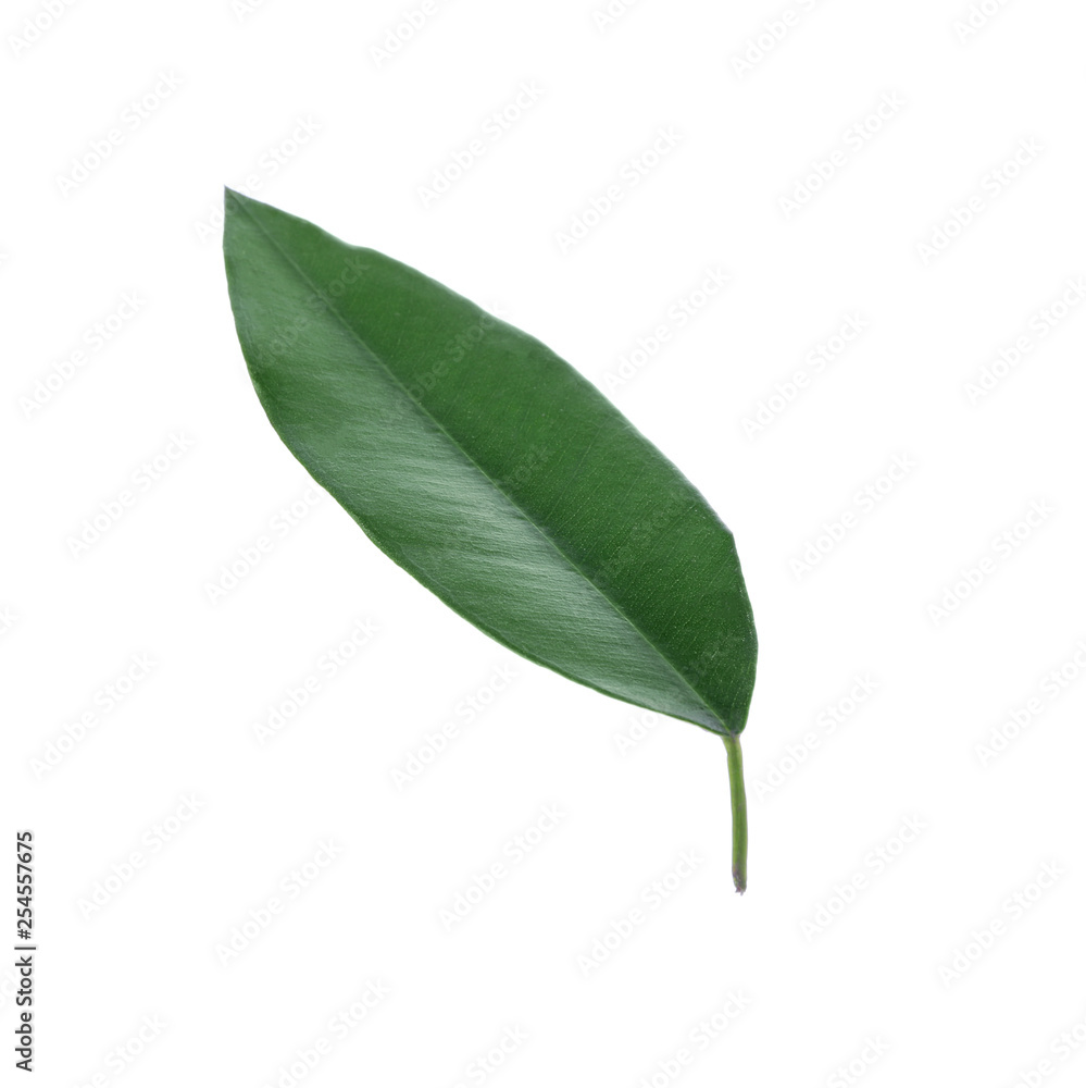 Fresh green orange leaf isolated on white Fresh green orange leaf isolated on white