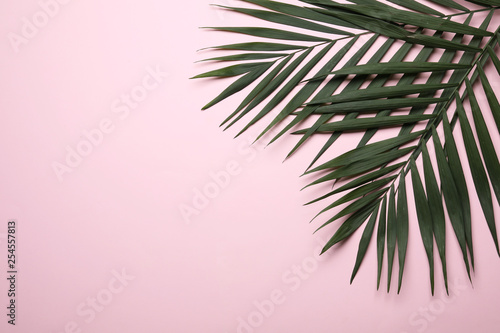 Flat lay composition with tropical areca palm leaves and space for text on color background