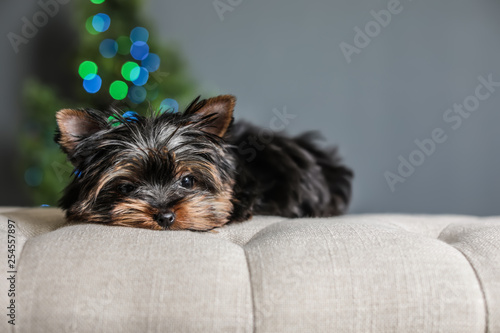 Cute Yorkshire terrier puppy and blurred Christmas tree on background, space for text. Happy dog
