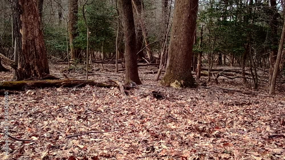 grey squirrel hopping in winter forest grey squirrel hopping in winter forest