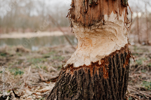 A tree bitten by beavers photo