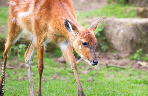 A baby sitatunga antelope (also caled a marshbuck antelope, Tragelaphus spekii) walking in a grassy field.