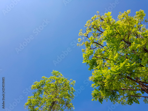 Trees with blue sky  blank for copy space