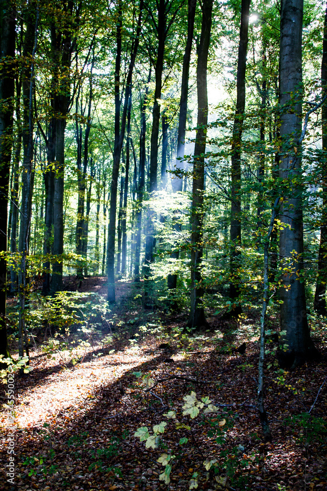Beech forest of Blommeskobbel near Mommark Beech forest of Blommeskobbel near Mommark