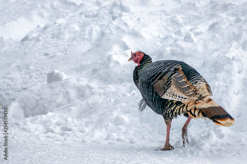Wild Turkey in snow