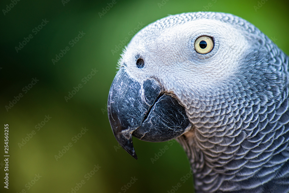 Fototapeta premium African Grey Parrot