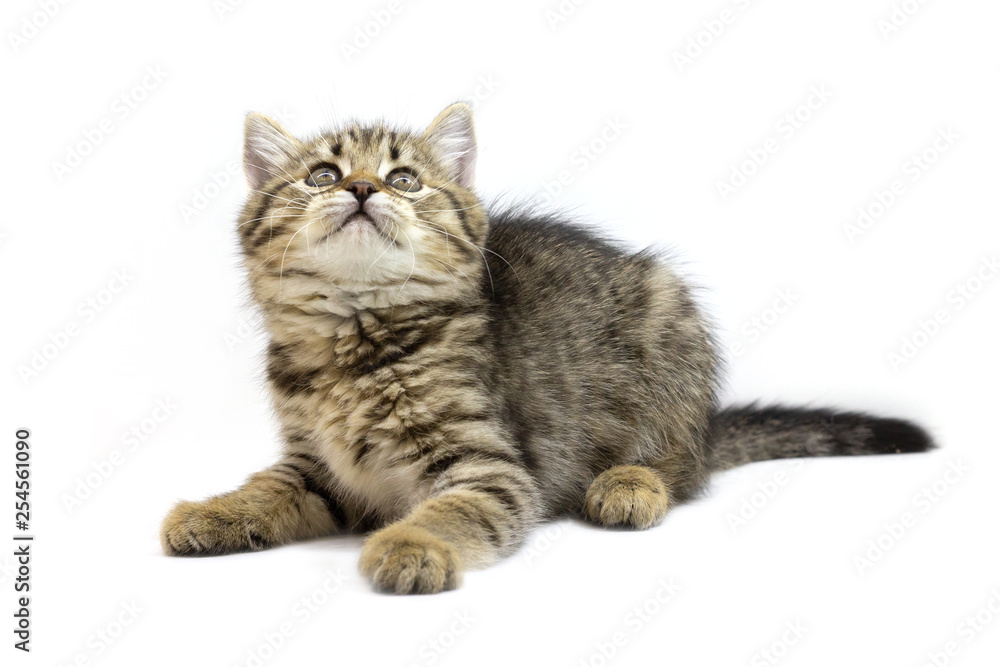 Cute tabby brown kitten lying and looking up isolated on white background. Newborn kitten, Kid animals and adorable cats concept Cute tabby brown kitten lying and looking up isolated on white background. Newborn kitten, Kid animals and adorable cats concept