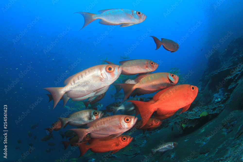 Underwater coral reef and fish Underwater coral reef and fish