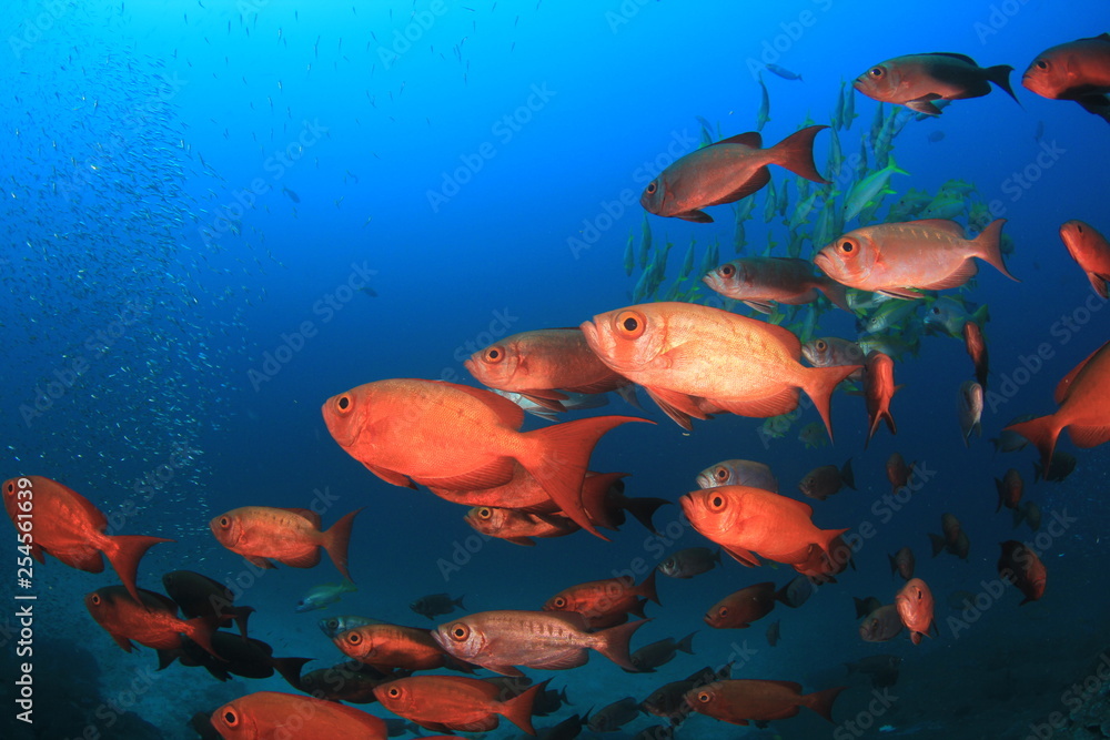 Underwater coral reef and fish Underwater coral reef and fish