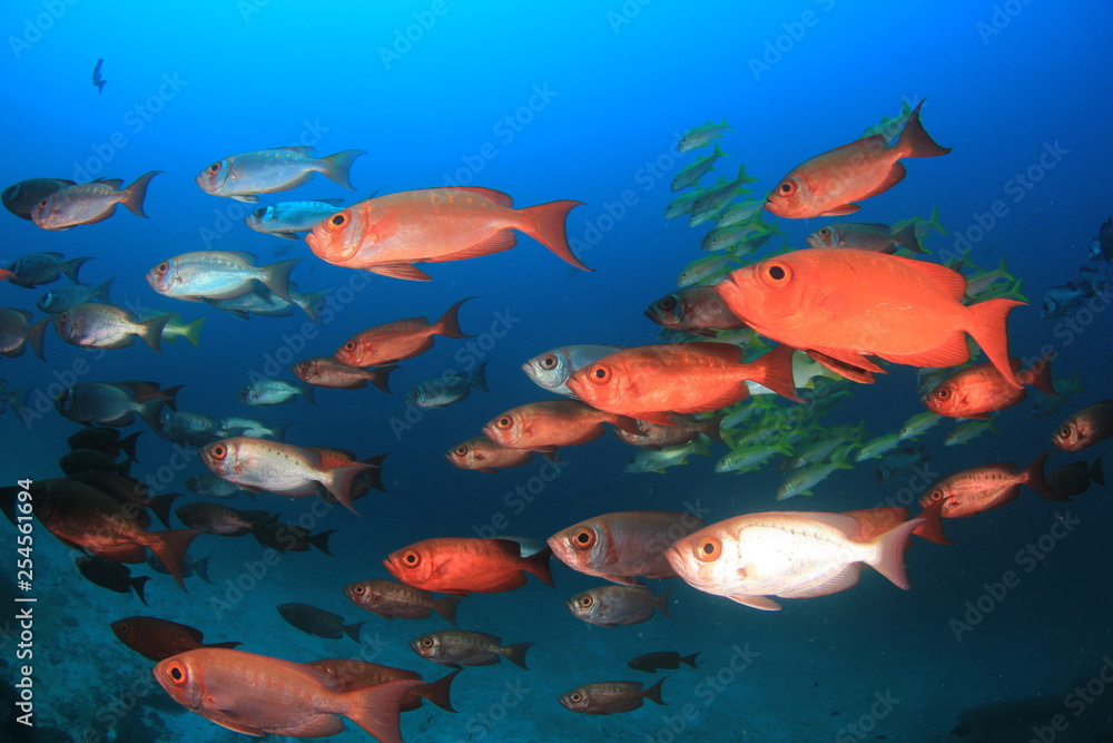 Underwater coral reef and fish Underwater coral reef and fish