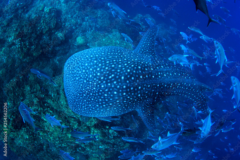 Fototapeta premium Whale Shark swims over coral reef 