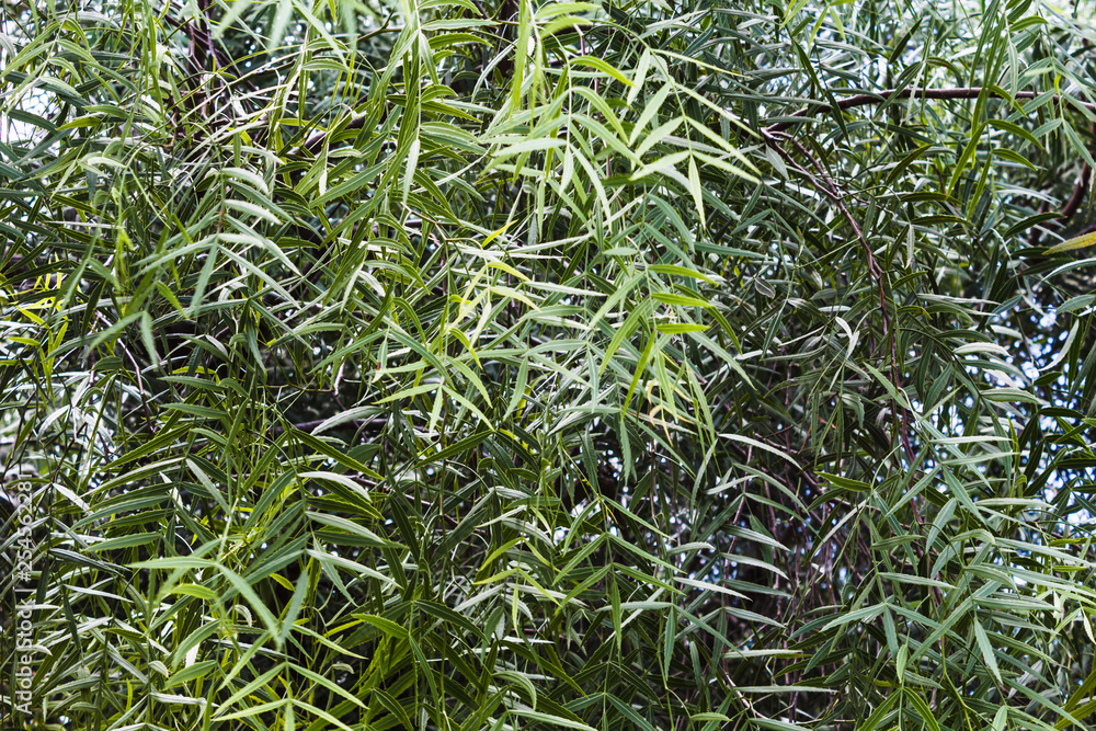 Fototapeta premium Leaves of schinus molle or False Pepper tree. 