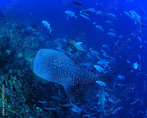 Whale Shark swims over coral reef 