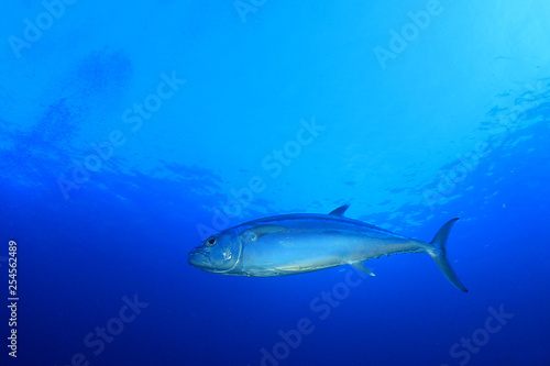Tuna fish 