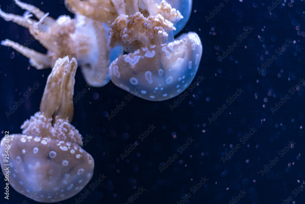 Obraz premium jellyfish in aquarium