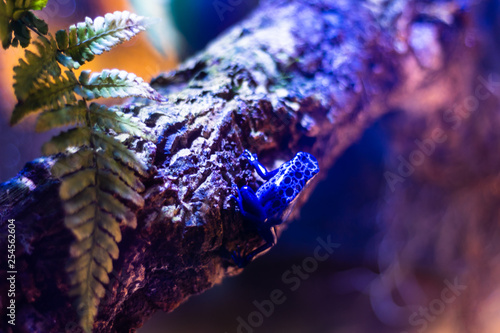 Wallpaper Mural frog on a tree Torontodigital.ca