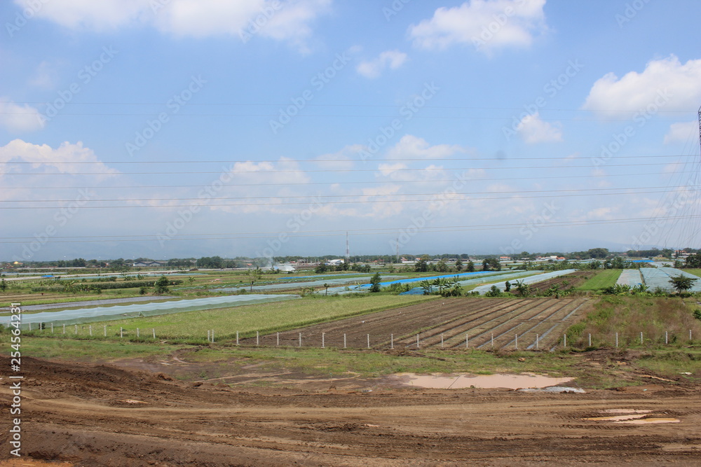 Paddy farm Rice agriculture growth plant rural countryside  in Indonesia