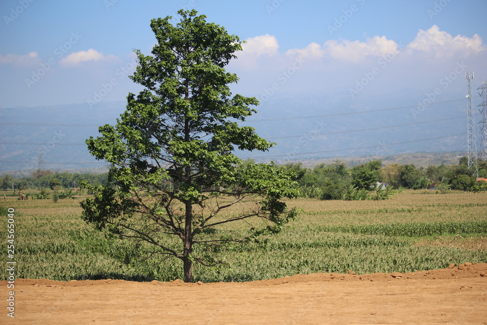 An alone tree standing in the farm in Probolinggo, East Java, Indonesia