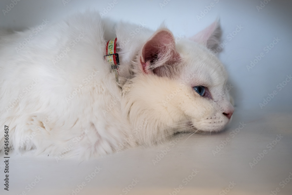 White cat White cat