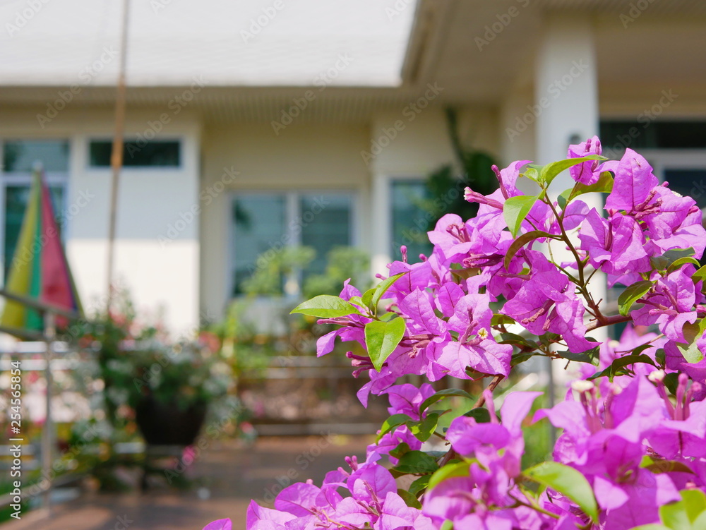 Selective focus of outdoor purple pink Bougainvillea flowers planted outside to decorate a house