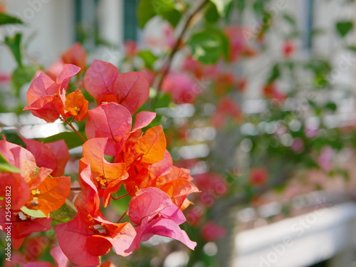 Selective focus of outdoor reddish orange Bougainvillea flowers planted outside to decorate a house photo