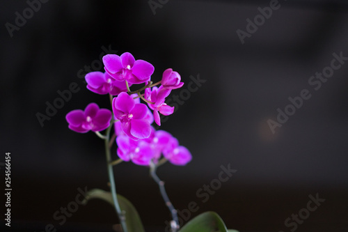 Purple Orchid flower on black background