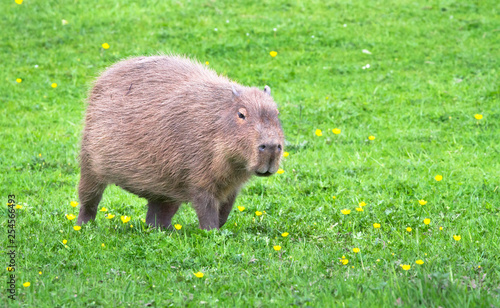 A capybara (Hydrochoerus hydrochaeris) walks across a grassy field.