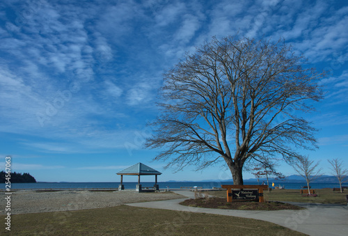 Tree and gazebo on pathway on  Sunny March day at Parksville bay photo