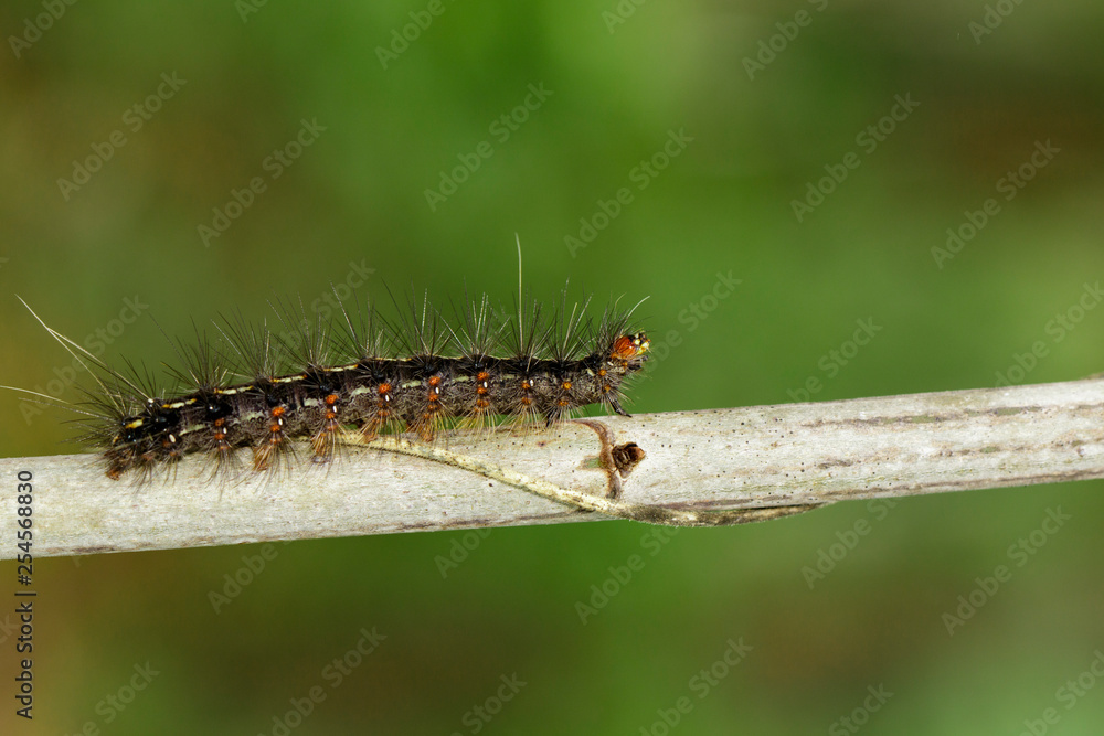 Image of Hairy caterpillar on tree branch on natural background. Insect. Worm. Animal. Image of Hairy caterpillar on tree branch on natural background. Insect. Worm. Animal.